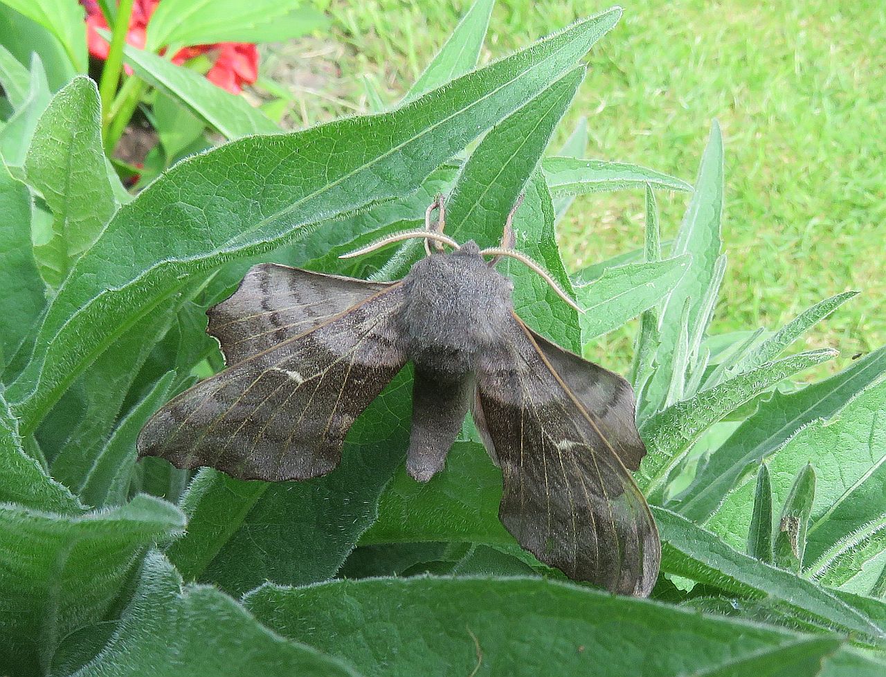  Poplar Hawk Moth 